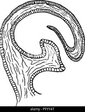 . Piante insettivore. Piante carnivore; piante. Cap. XVn. Sviluppo delle vesciche. 425 semplici cellule allungate, corre fino il corto peduncolo e diyides alla base della vescica. Una diramazione si estende fino al centro della superficie dorsale e gli altri fino alla metà della superficie ventrale. In full-cresciute le vesciche il bundle ventrale diyides vicino al di sotto del collare, e i due rami eseguiti su ogni lato per vicino a dove gli angoli della valvola si uniscono con il collare; ma questi rami non poteva essere visto in molto giovani e vesciche. La figura allegata (fig. 23) mostra una sezione che è accaduto Foto Stock