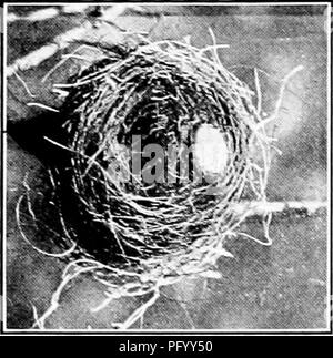 . Homing con gli uccelli; la storia di una vita di esperienza personale con gli uccelli. Gli uccelli. 370 ATITH HOMING GLI UCCELLI. Uovo Coirhird icalled ihc nel fondo del nido sparrow credit tranne la exter- mination di qualche erba- tramogge, a cui la hirk e boboHnks coukl partecipare efficacemente in sua assenza. AMien ricordo che nella mia esperienza acquisita negli Stati ence in photogTaphically riproducente la vita sua- toria di uno di questi uccelli, ho offerto incontroverti-. Si prega di notare che queste immagini vengono estratte dalla pagina sottoposta a scansione di immagini che possono essere state migliorate digitalmente per la leggibilità - Colorazione e aspetto Foto Stock