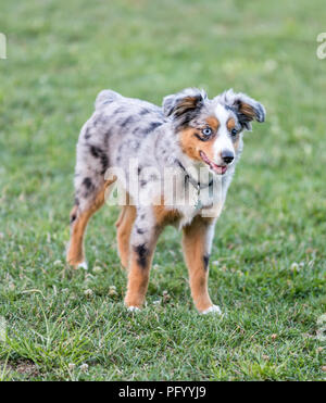 Blue Merle in miniatura pastore americano cucciolo in piedi. Foto Stock