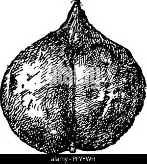 . L'Americano culturist frutta, contenente le indicazioni per la propagazione e la cultura di tutti i frutti adattata per gli Stati Uniti. Frutti-coltura. I DADI. 461 ^F*/''"!" â '^Â® '^'""'" Â°^^^' ""^y- gÂ°Â° '5' produttivo; Fiorisce tardi. Franquette.* grandi, ovale, ricco, un eccellente tavolo ordina. Prance r ig. 619. Kaghagi. Grande, bello il dado; carne riempie il guscio; alta sapore â ¢ ha affermato di essere l'hardiest del persiano di noci. '. Si prega di notare che queste immagini vengono estratte dalla pagina sottoposta a scansione di immagini che possono essere state migliorate digitalmente per la leggibilità - Colorazione e aspetto di th Foto Stock