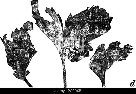 . L'Americano culturist frutta, contenente le indicazioni per la propagazione e la cultura di tutti i frutti adattata per gli Stati Uniti. Frutti-coltura. 208 Insetti distruttivi. La fragola Foglie-rullo {Phoxofteris compfana) è in molte località più pratiche pregiudizievoli di peste di insetto della paglia- Berry. Un piccolo verdastro o brunastro pieghe caterpillar i lembi della fragola da portare le superfici superiori a- gether ed il loro fissaggio mediante silken corde (Fig. 276"). In questo ritiro l'insetto spende la sua intera vita larvale, alimentando alla foglia e in ultima analisi facendolo girare marrone e inaridirsi u Foto Stock