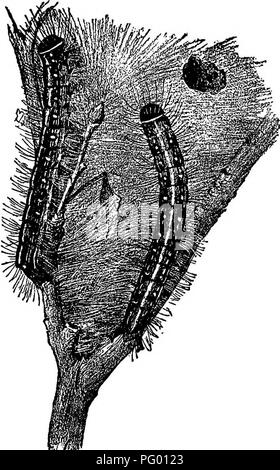 . L'Americano culturist frutta, contenente le indicazioni per la propagazione e la cultura di tutti i frutti adattata per gli Stati Uniti. Frutti-coltura. Insetti distruttivi. 173 falene ascendente sono gli alberi, costituisce un semplice, a buon mercato e molto efEective barriera. Abbiamo assistito ad una trappola riempito con le tarme affollamento e spingendo a vicenda fino a quando molti di loro sono stati uccisi; in un male infestati orchard abbiamo visto a 1 e a s t a mille falene cercando di come- cend un singolo albero in una serata. Tenda-bruchi sono gravi i nemici per Ap- ple-alberi e alcuni per- est alberi in più parti del paese. Essi hav Foto Stock