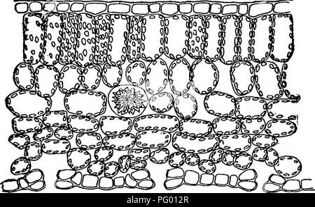. Lezioni di botanica. La botanica. HO W piante trovano il loro cibo di carbonio. 77 In vaucheria, ramificata filiformi alga, i corpi di clorofilla sono ovali in profilo. Questa forma di clorofilla corpo è quello che è comune a molte delle alghe verdi, e si verifica anche in muschi, epatiche, felci e piante superiori. Si tratta di un più o meno arrotondato, ovale, corpo appiattito. Dimostrazione 25. 141. Corpi di clorofilla nelle foglie.-Se è desiderato per dimostrare i corpi di clorofilla l'insegnante può fare a mano libera da sezioni di foglie fresche di begonia, o da qualche altro impianto. In figura 60 sono mostrati il ch Foto Stock