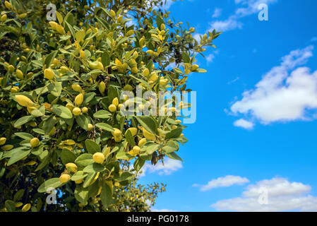 Close-up di ulivo contro il cielo blu sullo sfondo Foto Stock