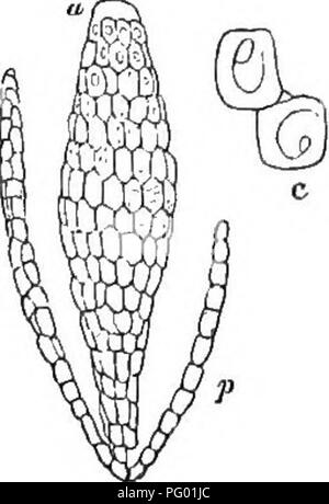 . I principi di botanica, come esemplificato nella Cryptogamia. Per l'uso di scuole e università. Alle crittogame; Impianto anatomia; 1853. CELLULARES, OE piante cellulare. Fig. 31. 75. contiene un phytozoon. Che circonda il perfetto antheridium, ci sono filamenti abortivo o paraphyses p.. Si prega di notare che queste immagini vengono estratte dalla pagina sottoposta a scansione di immagini che possono essere state migliorate digitalmente per la leggibilità - Colorazione e aspetto di queste illustrazioni potrebbero non perfettamente assomigliano al lavoro originale. Coultas, Harland, d. 1877; soffocare, Cloyd B. sgn. Philadelphia, Lindsay e Blakiston Foto Stock