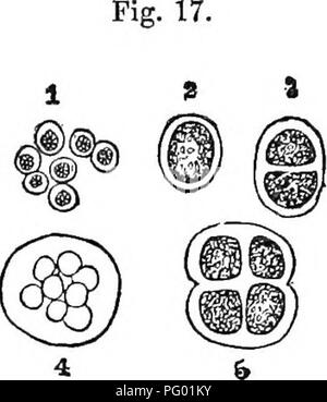 . I principi di botanica, come esemplificato nella Cryptogamia. Per l'uso di scuole e università. Alle crittogame; Impianto anatomia; 1853. Sviluppo e funzioni delle cellule. 43 conoscenza di quale poggiano le fondamenta stesse della botanica scientifica. 51. La pianta-cella, come è stata definita dal dottor Schleiden, con- stitutes un intero vegetale, senza organi, imbibire il suo cibo da endosmosis attraverso ogni parte della sua superficie, che con- verts nei materiali del suo allargamento e la crescita, e infine in nuove cellule che costituiscono la sua progenie. Essendo senza compressione laterale di ogni genere, la pianta-c Foto Stock