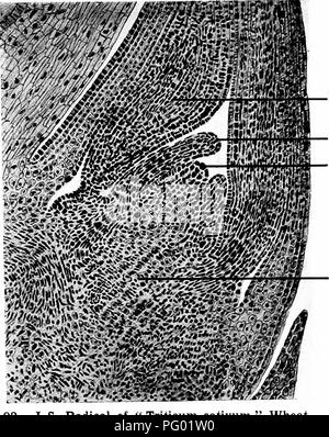 . Microfotografie di studi botanici. La microfotografia. Microfotografie di Bolanical studi. 57 92.-L.S. Plumule di " Triticum sativum", frumento.. Primo foglie. Sviluppo di foglie. Punto di crescita dello stelo. Asse di embrione, 93.-L.S. Radicale di " Triticum sativum, grano.. Si prega di notare che queste immagini vengono estratte dalla pagina sottoposta a scansione di immagini che possono essere state migliorate digitalmente per la leggibilità - Colorazione e aspetto di queste illustrazioni potrebbero non perfettamente assomigliano al lavoro originale. Adula, Milborne &AMP; McKechnie Ltd. Manchester : Flaters, Milborne &AMP; McKechnie Foto Stock