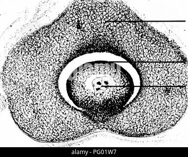 Questa raccolta di fotomicrografi si concentra sull'anatomia dettagliata del *Triticum sativum* (grano) seme, compresi il sacco embrionale e la parete ovarica. Offre immagini ad alta risoluzione delle strutture dei semi e delle composizioni cellulari per facilitare gli studi botanici. Foto Stock