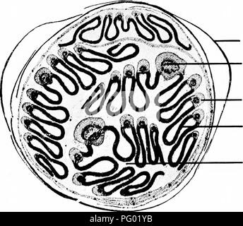 . Microfotografie di studi botanici. La microfotografia. 48 Photoinicrotrrapln di Bntanicdl Stiitlics. 74.-T.S. Foglia-bud di " Fagus sylvatica," faggio.. Bud scale. Controfiletto di una foglia. Vene secondario. Lamina fogliare. Tutta la foglia nella sezione. 75.-T.S. Foglia-bud di " Fraxinus excelsior.". Si prega di notare che queste immagini vengono estratte dalla pagina sottoposta a scansione di immagini che possono essere state migliorate digitalmente per la leggibilità - Colorazione e aspetto di queste illustrazioni potrebbero non perfettamente assomigliano al lavoro originale. Adula, Milborne &AMP; McKechnie Ltd. Manchester : Flaters, Milborne & Foto Stock