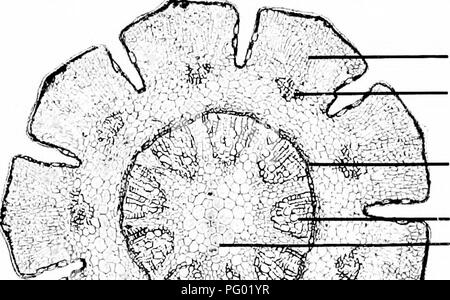. Microfotografie di studi botanici. La microfotografia. Secondario fascio vascolare. Lo strato di palizzata. Terreno sciolto il tessuto. 1^.5^' ,-primaria fasci vascolari, 73.-T.S. Stelo verde di " Casuarina equisetifolia", Switch-ginestra, tessuto corticale. Foglia-trace bundle.. Si prega di notare che queste immagini vengono estratte dalla pagina sottoposta a scansione di immagini che possono essere state migliorate digitalmente per la leggibilità - Colorazione e aspetto di queste illustrazioni potrebbero non perfettamente assomigliano al lavoro originale. Adula, Milborne &AMP; McKechnie Ltd. Manchester : Flaters, Milborne &AMP; McKechnie Foto Stock