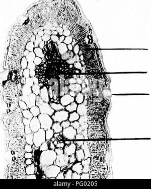 . Microfotografie di studi botanici. La microfotografia. 46 PhotoDiicrdgrapJis Bntmnciil di studi. 70.T.S. Foglia di " Metrosideros verni," Bottiglia-brush arbusto.. Lo strato di palizzata vascolari primari bundle. Apparato stomatico. Secondario fascio vascolare. Olio glanL 71.-Tutto il pungiglione della " Urtica dioica", comune ortica.. Si prega di notare che queste immagini vengono estratte dalla pagina sottoposta a scansione di immagini che possono essere state migliorate digitalmente per la leggibilità - Colorazione e aspetto di queste illustrazioni potrebbero non perfettamente assomigliano al lavoro originale. Adula, Milborne &AMP; McKechnie Ltd. Manchester : Appartamento Foto Stock