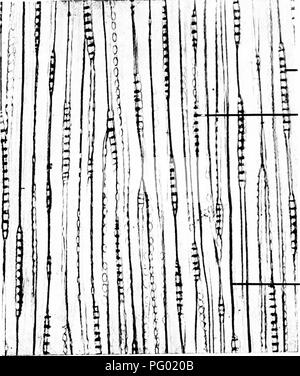 . Microfotografie di studi botanici. La fotomicrografia. ledullary raggi. Bordered box. Parete cellulare in vista radiale. 67. T.L S. stelo (legno) " Pinus sylvestris/' pino comune.. 3- midollare di ray nella sezione. se- Bordered box nelle sezioni. Parete cellulare in vista tangenziale.. Si prega di notare che queste immagini vengono estratte dalla pagina sottoposta a scansione di immagini che possono essere state migliorate digitalmente per la leggibilità - Colorazione e aspetto di queste illustrazioni potrebbero non perfettamente assomigliano al lavoro originale. Adula, Milborne &AMP; McKechnie Ltd. Manchester : Flaters, Milborne &AMP; McKechnie Foto Stock