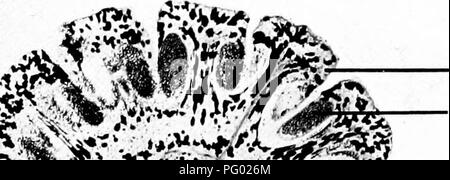 . Microfotografie di studi botanici. La fotomicrografia. ri i p Bud guaina. t ceH apicale. -^r- Zona del dividendo V y tessuto nucleate. Asse del ramo di sviluppo. 22.-T.S. Testa di fertile di "Equisetum telmateia.. ho£t)"&GT;. Si prega di notare che queste immagini vengono estratte dalla pagina sottoposta a scansione di immagini che possono essere state migliorate digitalmente per la leggibilità - Colorazione e aspetto di queste illustrazioni potrebbero non perfettamente assomigliano al lavoro originale. Adula, Milborne &AMP; McKechnie Ltd. Manchester : Flaters, Milborne &AMP; McKechnie Foto Stock