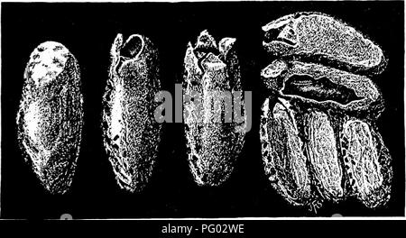 . L'apicoltura; una discussione della vita dell'Honeybee e della produzione di miele. Api; miele. Fig. 176. - Pupa di cera-moth.. Fig. 177. - Bozzoli di cera-moth. 1 paddock, F. B., 1913. La storia di vita e il controllo del bee-falena o cera-moth. Nel bollettino 158 "Le indagini relative al Texas beekeepr ing." Texas Agrio. Scad. Stazione.. Si prega di notare che queste immagini vengono estratte dalla pagina sottoposta a scansione di immagini che possono essere state migliorate digitalmente per la leggibilità - Colorazione e aspetto di queste illustrazioni potrebbero non perfettamente assomigliano al lavoro originale. Phillips, Everett Franklin, Foto Stock