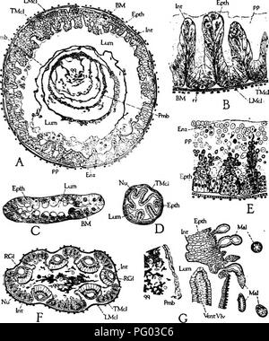 . L'apicoltura; una discussione della vita dell'Honeybee e della produzione di miele. Api; miele. I processi di vita dei singoli 145. Fig. 77.-dettagli istologico del canale alimentare del lavoratore: una, sezione di ventriculus; B, la sezione di parete ventriciilus; C, la sezione dei tubuli Malpighian; D, sezione del piccolo intestino; E, la sezione di parete ventriculiis, che mostra la formazione di cellule enzjTne; F, sezione di estremità anteriore del retto, che mostra le ghiandole rettale (RGl); G, leggermente obliqua sezione di estremità posteriore di ventriculus, mostrando aperture dei tubuli Malpighian. cibo larvale è regurgit Foto Stock