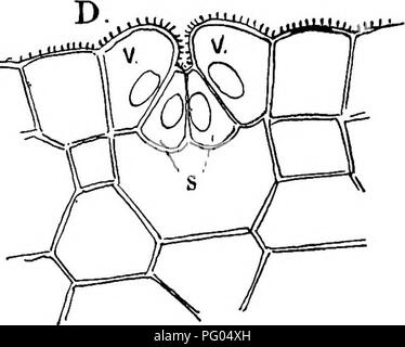 . La struttura e lo sviluppo di muschi e felci (Archegoniatae). Morfologia vegetale; muschi e felci. . Si prega di notare che queste immagini vengono estratte dalla pagina sottoposta a scansione di immagini che possono essere state migliorate digitalmente per la leggibilità - Colorazione e aspetto di queste illustrazioni potrebbero non perfettamente assomigliano al lavoro originale. Campbell, Douglas Houghton, 1859-1953. New York, la Macmillan Company; Foto Stock