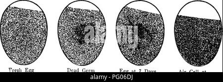 . Conkey pollame del libro : un utile libro di riferimento sul pollame elevare. Il pollame; pollame; pollame. Fatta in Casa senza fuoco chioccia-un fatto in casa, senza fuoco chioccia può essere costruita come segue e risponderà a tutte le pratiche pur- pone: Prendere Yi pollice o 1 pollice legname e fare una scatola 11 pollici alto e 20 pollici quadrati. Strappare la scatola S pollici dalla parte superiore e sei pollici dal fondo e cerniera su un lato in modo che essi si chiude come tfiey erano prima che venga eseguito il rip. In ciascuna estremità del foro superiore tre 1 pollice buchi e da due fori da centro (una su ciascuna estremità) hanno di stagno Tubi in esecuzione da fori a punti Foto Stock