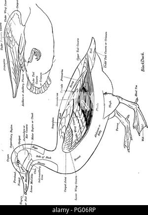 . Come conoscere le anatre e oche e cigni del Nord America, tutte le specie che sono raggruppati secondo la dimensione e il colore. Anatre e oche; cigni; uccelli. . Si prega di notare che queste immagini vengono estratte dalla pagina sottoposta a scansione di immagini che possono essere state migliorate digitalmente per la leggibilità - Colorazione e aspetto di queste illustrazioni potrebbero non perfettamente assomigliano al lavoro originale. Cory, Charles B. (Charles Barney), 1857-1921. Boston, in vendita da poco, Marrone &AMP; Co. Foto Stock