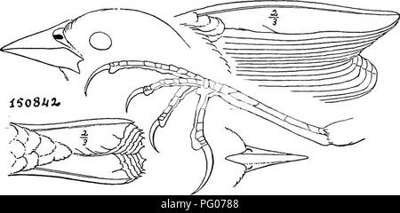 Questo catalogo descrive in dettaglio le specie di uccelli del Nord e del Medio America, inclusi gruppi, generi, specie e sottospecie. Fornisce descrizioni e illustrazioni dettagliate di questi uccelli, coprendo habitat dall'Artico a Panama e alle Isole Galapagos. Foto Stock