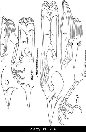 Questo catalogo descrittivo si concentra sulle specie di uccelli del Nord e del Medio America, fornendo resoconti dettagliati di generi, specie e sottospecie. Comprende uccelli dall'Artico a Panama, le Indie occidentali, i Caraibi e l'arcipelago delle Galapagos, che mostrano la diversità della vita aviaria in queste regioni. Foto Stock