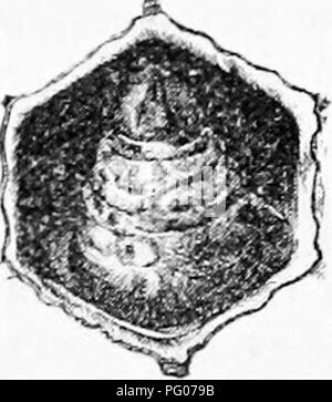 . Malattie delle api. Le api. . Si prega di notare che queste immagini vengono estratte dalla pagina sottoposta a scansione di immagini che possono essere state migliorate digitalmente per la leggibilità - Colorazione e aspetto di queste illustrazioni potrebbero non perfettamente assomigliano al lavoro originale. Foto Stock