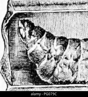 . Malattie delle api. Le api. . Si prega di notare che queste immagini vengono estratte dalla pagina sottoposta a scansione di immagini che possono essere state migliorate digitalmente per la leggibilità - Colorazione e aspetto di queste illustrazioni potrebbero non perfettamente assomigliano al lavoro originale. Foto Stock