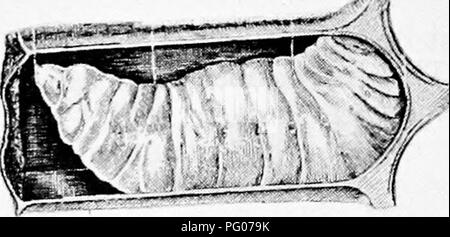 . Malattie delle api. Le api. . Si prega di notare che queste immagini vengono estratte dalla pagina sottoposta a scansione di immagini che possono essere state migliorate digitalmente per la leggibilità - Colorazione e aspetto di queste illustrazioni potrebbero non perfettamente assomigliano al lavoro originale. Foto Stock