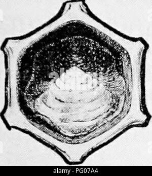 . Malattie delle api. Le api. . Si prega di notare che queste immagini vengono estratte dalla pagina sottoposta a scansione di immagini che possono essere state migliorate digitalmente per la leggibilità - Colorazione e aspetto di queste illustrazioni potrebbero non perfettamente assomigliano al lavoro originale. Foto Stock