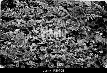 . Bird Studies con una telecamera : con capitoli introduttivi sul vestito e metodi del fotografo di uccelli . Gli uccelli e la fotografia di uccelli. 142 Bird Studies con una telecamera e la vastità del mare per la tranquillità e la riservatezza della foresta fatto la precedente ora di esperienza sembra lontana e irreale. Il vento che aveva ruggito attraverso il nostro armamento ora respirava tranquillamente attraverso le cime degli alberi ; l'appesantimento, spuma del mare è stata sostituita dalla massa stabile, in modo mirabile, tappezzate e con bianco di neve, il Corniolo e prelibate twin-fiori ;'^ invece delle aspre grida di Sule, abbiamo sentito l'Ave Maria del bianco-throa Foto Stock