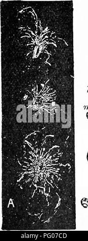 . Malattie delle api. Le api. . Si prega di notare che queste immagini vengono estratte dalla pagina sottoposta a scansione di immagini che possono essere state migliorate digitalmente per la leggibilità - Colorazione e aspetto di queste illustrazioni potrebbero non perfettamente assomigliano al lavoro originale. Foto Stock