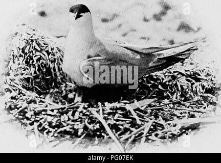 . Bird Studies con una telecamera : con capitoli introduttivi sul vestito e metodi del fotografo di uccelli . Gli uccelli e la fotografia di uccelli. 120 BIRD STUDIES CON UNA TELECAMERA nido, esso non ha mostrato alcun allarme in fare clic su dell'otturatore come l'esposizione è stata fatta. Questo non mi stupisce un po'. La fotocamera è stata solitamente circa tre piedi dall'Uccello, l'esposizione è stata necessariamente rapido (^'y secondo e fermo 8), lo scatto del vecchio stile " Henry Clay", utilizzato il primo giorno o anche di meno rumorose diaframma di iride, potrebbe essere chiaramente sentito a distanza di diversi metri, e la sua incapacità di trasalimento questi Foto Stock