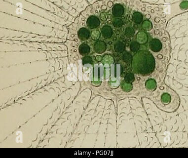. Di acqua fresca rhizopods del Nord America. Rhizopoda; animali d'acqua dolce. W '^. Si prega di notare che queste immagini vengono estratte dalla pagina sottoposta a scansione di immagini che possono essere state migliorate digitalmente per la leggibilità - Colorazione e aspetto di queste illustrazioni potrebbero non perfettamente assomigliano al lavoro originale. Leidy, Giuseppe, 1823-1891. Washington, governo Ufficio Stampa Foto Stock