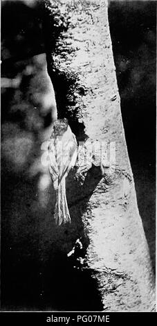 . Bird Studies con una telecamera : con capitoli introduttivi sul vestito e metodi del fotografo di uccelli . Gli uccelli e la fotografia di uccelli. 54 BIRD STUDIES CON UNA TELECAMERA ing delle ali-un movimento simile a quella fatta da uccelli giovani quando Elemosinare il cibo. Egli ha comunque fatto ciò che sembrava essere proprio la stessa mossa- zioni quando ella appollaiato accanto a lui. Non è stato a lungo prima di essere femmina- venne così abituati a scatto dell'otturatore che al fine di impedire la sua entri il nido che mi ha costretto a correre fuori dal mio nascondiglio; ma finalmente diventando apparentemente disperata, ella suc- ceeded in r Foto Stock