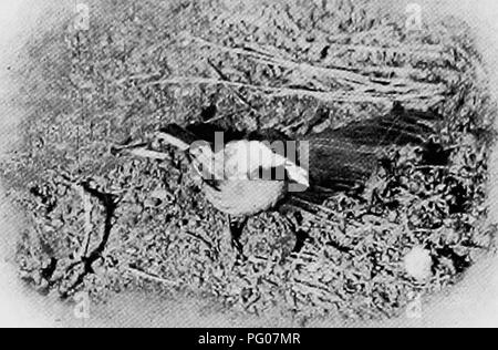 . Bird Studies con una telecamera : con capitoli introduttivi sul vestito e metodi del fotografo di uccelli . Gli uccelli e la fotografia di uccelli. 50 Bird Studies con una fotocamera così attive sono state le piccole creature che non uno di molte esposizioni ha dimostrato di essere perfettamente a fuoco. Infine ho cercato decoying gli uccelli ad un osso oppure ad un po' di pane in boccole, ma in qualche modo non hanno. 25. ()"Liickadee tenendo pezzo di pane. riescono a scoprire queste esche fino a quando essi sono stati collocati sul terreno.^' ^^ poi hanno risposto così rapidamente che spesso il pane era scomparso mentre la mia testa era nascosto dal buio-clo Foto Stock