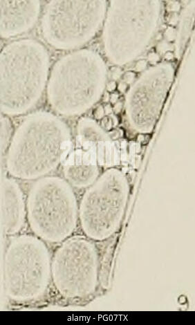 . Di acqua fresca rhizopods del Nord America. Rhizopoda; animali d'acqua dolce. '^ 3. Si prega di notare che queste immagini vengono estratte dalla pagina sottoposta a scansione di immagini che possono essere state migliorate digitalmente per la leggibilità - Colorazione e aspetto di queste illustrazioni potrebbero non perfettamente assomigliano al lavoro originale. Leidy, Giuseppe, 1823-1891. Washington, governo Ufficio Stampa Foto Stock