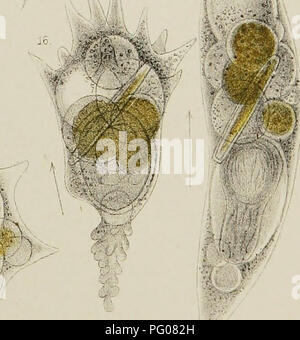 . Di acqua fresca rhizopods del Nord America. Rhizopoda; animali d'acqua dolce. .. -^- !^. Si prega di notare che queste immagini vengono estratte dalla pagina sottoposta a scansione di immagini che possono essere state migliorate digitalmente per la leggibilità - Colorazione e aspetto di queste illustrazioni potrebbero non perfettamente assomigliano al lavoro originale. Leidy, Giuseppe, 1823-1891. Washington, governo Ufficio Stampa Foto Stock