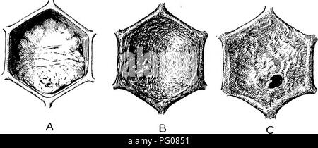 . Malattie delle api. Le api. Bui. 810, U. S. Dipartimento di Agricoltura. Piastra V.. Si prega di notare che queste immagini vengono estratte dalla pagina sottoposta a scansione di immagini che possono essere state migliorate digitalmente per la leggibilità - Colorazione e aspetto di queste illustrazioni potrebbero non perfettamente assomigliano al lavoro originale. Foto Stock