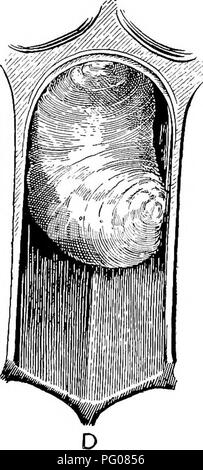 . Malattie delle api. Le api. . Si prega di notare che queste immagini vengono estratte dalla pagina sottoposta a scansione di immagini che possono essere state migliorate digitalmente per la leggibilità - Colorazione e aspetto di queste illustrazioni potrebbero non perfettamente assomigliano al lavoro originale. Foto Stock