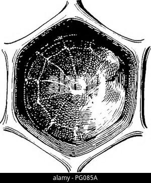 . Malattie delle api. Le api. . Si prega di notare che queste immagini vengono estratte dalla pagina sottoposta a scansione di immagini che possono essere state migliorate digitalmente per la leggibilità - Colorazione e aspetto di queste illustrazioni potrebbero non perfettamente assomigliano al lavoro originale. Foto Stock