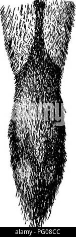 . Mammiferi del confine messicano degli Stati Uniti : un catalogo descrittivo della specie di mammiferi che si verificano in quella regione; con un riepilogo generale della storia naturale e un elenco degli alberi . Mammiferi; mammiferi; alberi; alberi; Storia Naturale; storia naturale. Mammiferi OP il confine messicano. 221 ramo o rebbio derivanti circa il midcllo della sua altezza. Quando il liorn sta per essere cast off, diventa allentato e uno nuovo ricoperta di peli lunghi che presto scompare, è formato dopo il nucleo osseo al di sotto di esso. Le orecchie sono lunghe e appuntite. Coda corta e appuntita, densamente rivestite con Foto Stock