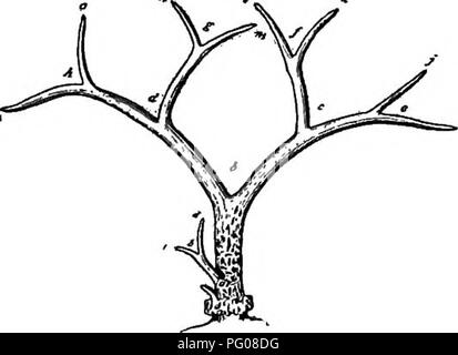 . Mammiferi del confine messicano degli Stati Uniti : un catalogo descrittivo della specie di mammiferi che si verificano in quella regione; con un riepilogo generale della storia naturale e un elenco degli alberi . Mammiferi; mammiferi; alberi; alberi; Storia Naturale; storia naturale. Bollettino 196 56, STATI UNITI MUSEO NAZIONALE. 24a-(Z) sono molto grandi, premolari sono relativamente più ampia, e la seconda e la terza premolari più profondamente internamente scanalato rispetto ai membri del gruppo americanus; e gli incisivi, segnatamente il sec- ond sono più ampi e le serie più diffusione (fig. 24e). Le corna.âThe membri Foto Stock
