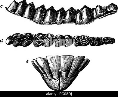 . Mammiferi del confine messicano degli Stati Uniti : un catalogo descrittivo della specie di mammiferi che si verificano in quella regione; con un riepilogo generale della storia naturale e un elenco degli alberi . Mammiferi; mammiferi; alberi; alberi; Storia Naturale; storia naturale. Fie; 23.âOdocoileus HEMroNus canus. El Paso, Texas. (Cat. No. 63144, STATI UNITIN.M.) â bianco. Una grande macchia ovale, che occupa quasi tutta la fronte, è dusky da un liberale di una mescolanza di peli neri; lungo il suo bordo esterno di questo luogo diventa quasi nero. Vi è un'area nera adiacente al tampone nasale, che è pro- sospirato indietro lungo Foto Stock