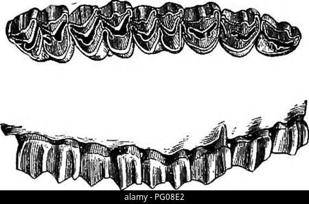 . Mammiferi del confine messicano degli Stati Uniti : un catalogo descrittivo della specie di mammiferi che si verificano in quella regione; con un riepilogo generale della storia naturale e un elenco degli alberi . Mammiferi; mammiferi; alberi; alberi; Storia Naturale; storia naturale. Fig. 14.-Odocoileus codesi. Antlees op adulto. (Cat. No. 59230, STATI UNITIN.M.) Replacc7nciit di tlie milh denti.-mandibolari incisivi sono i primi a essere sostituito. La permanente canini e incisivi-trovato solo nel sotto la mascella-sono perfezionati con il tempo l'ultimo rapporto molare è salito al suo posto e prima di qualsiasi rapporto molare di latte è già stato versato. Una m Foto Stock