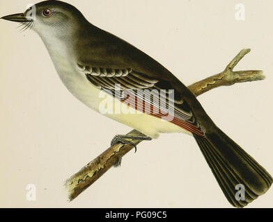 . Gli uccelli. Raccolti estratti da v. 10 Relazioni delle esplorazioni e indagini per accertare il più possibile e percorso economico per ferrovia da fiume Mississippi all'Oceano Pacifico. Gli uccelli. '-PHR.ext, 4 ?ONU^Ys ^::aI.foa.. Uccello? Piastra V. Si prega di notare che queste immagini vengono estratte dalla pagina sottoposta a scansione di immagini che possono essere state migliorate digitalmente per la leggibilità - Colorazione e aspetto di queste illustrazioni potrebbero non perfettamente assomigliano al lavoro originale. Baird, Spencer Fullerton, 1823-1887; Heermann, ADOLPHUS L; Kennerly, Caleb Burwell Rowan d. 1861. [N. p. , 19--?] Foto Stock