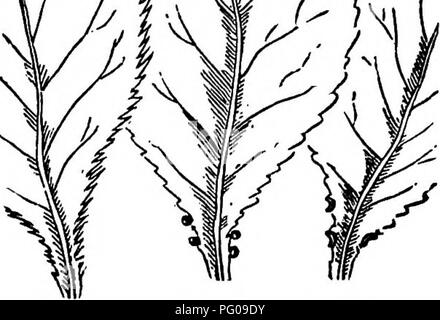 . L'Americano culturist frutta, contenente le indicazioni per la propagazione e la cultura di tutti i frutti adattata per gli Stati Uniti. Frutti-coltura. La pesca. 475 sinossi di disposizione. Il frutto di varietà difEerent' del pesco è contrassegnato con ma pochi caratteri distintivi. Una somiglianza nella sagoma, Tex- ture, il colore e il sapore più quasi di quello esistente nella mela, pera, e alcuni altri tipi, rende necessario ricorrere ad altri punti di distinzione. La Peach presenta caratteri per questo scopo non trovato in altri frutti. 1. Le divisioni sono fondate sull'adesione o di separazione Foto Stock