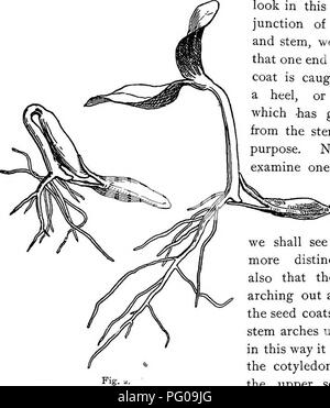 . Lezioni di botanica. La botanica. Come la pianta cresce dal seme. 3 facendo a una superficie dura. Dopo la radice è di 2 cm, e le due metà del seme cappotti hanno cominciato a essere staccati oltre, se guardiamo a questa frattura in corrispondenza della giunzione della radice e lo stelo, vedremo che una estremità del cappotto di seme è catturato contro un tacco o "peg", che -è cresciuto fuori dallo stelo per questo scopo. Ora se vogliamo esaminare uno che è un po' s-:.,;v;..ss"k&GT;^ più ad- vance d, vedremo questo tallone più spiccatamente, e anche che il gambo è inarcamento lontano dalla cappotti di seme. Come lo stelo archi fino ho Foto Stock