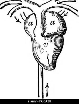 Questo libro introduttivo di zoologia discute il comportamento degli animali, con particolare attenzione alle fasi di vita degli anfibi, come i tadpole e le rane, compresa la loro trasformazione da organismi respiratori di gill a organismi respiratori polmonari. Foto Stock