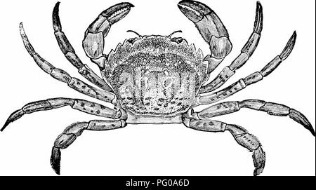 Questo libro introduttivo di zoologia, "attività animali", si concentra sul comportamento e le attività di varie specie animali. Fornisce una panoramica accessibile del comportamento animale e dell'anatomia, adatto a studenti e principianti nel campo della zoologia. Foto Stock
