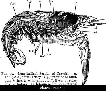 Questo libro introduttivo alla zoologia si concentra sul comportamento degli animali, in particolare le strutture e le funzioni dei nuotatori nei crostacei come aragoste, gamberi e gamberi. Fornisce una panoramica della loro anatomia e delle omologie tra le specie. Foto Stock