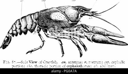Questo libro introduttivo di zoologia si concentra sul comportamento e le attività degli animali, fornendo informazioni sul movimento e sul comportamento di varie specie animali. Discute argomenti come l'anatomia animale, la fisiologia e lo studio di specie in ambienti controllati come gli acquari. È stato progettato come guida per gli studenti che imparano le basi della zoologia. Foto Stock